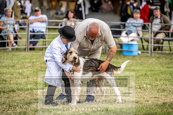 Builth Hound Show 2023-129