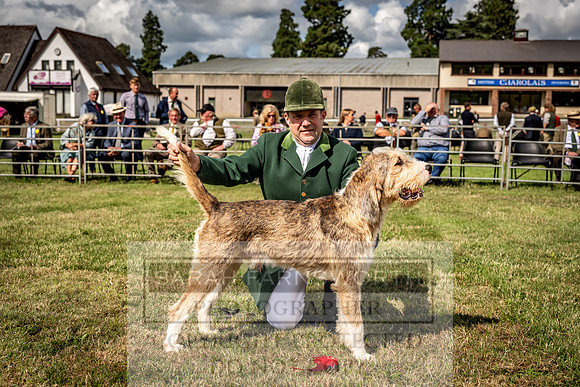 Builth Hound Show 2023-37
