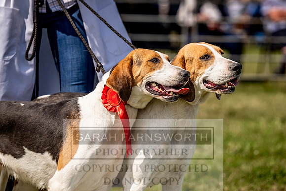Builth Hound Show 2023-185