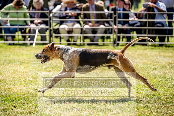 Builth Hound Show 2023-122