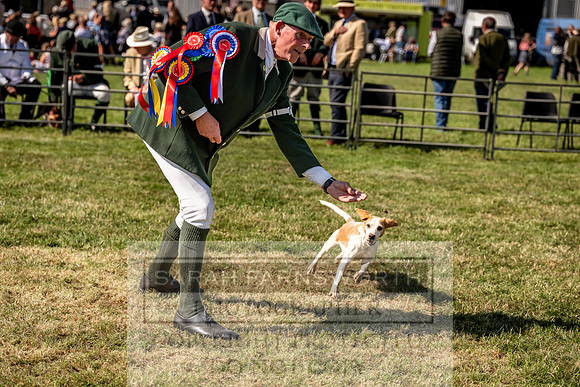 Builth Hound Show 2023-220