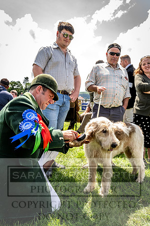 Builth Hound Show 2023-109