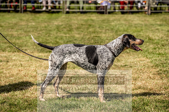 Builth Hound Show 2023-157