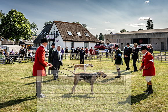 Builth Hound Show 2023-228