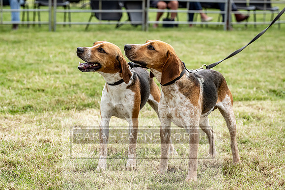Builth Hound Show 2023-90