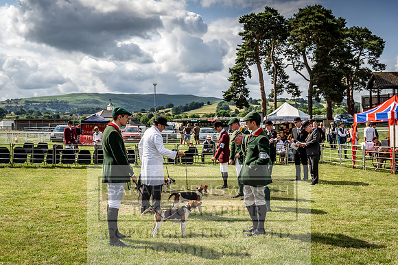 Builth Hound Show 2023-39
