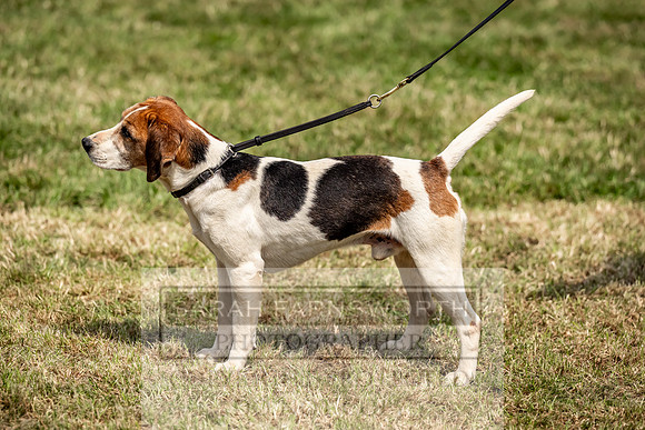 Builth Hound Show 2023-144