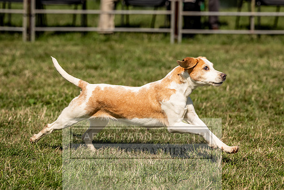 Builth Hound Show 2023-224