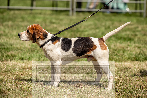Builth Hound Show 2023-145