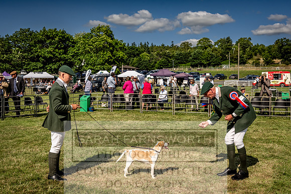 Builth Hound Show 2023-218