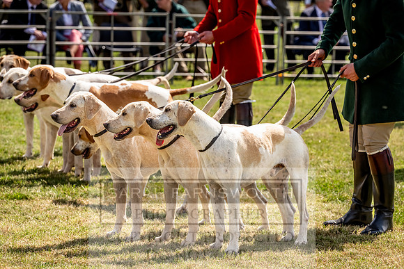 Builth Hound Show 2023-83