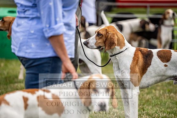 Builth Hound Show 2023-57