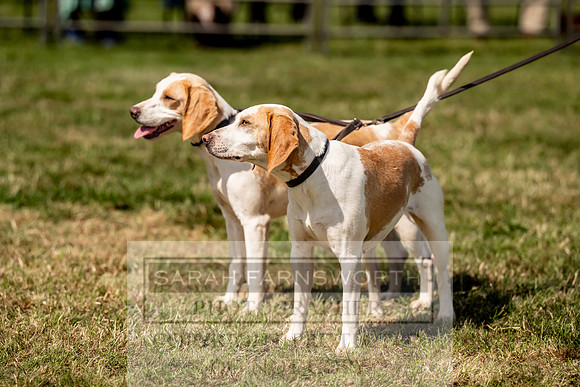 Builth Hound Show 2023-194