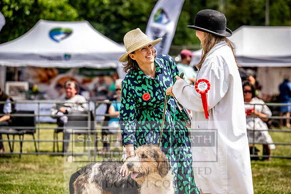 Builth Hound Show 2023-154
