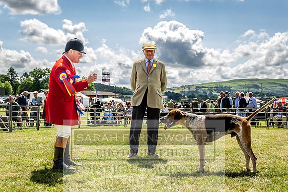Builth Hound Show 2023-125