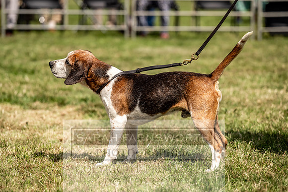Builth Hound Show 2023-126