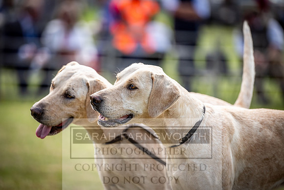 Builth Hound Show 2023-63