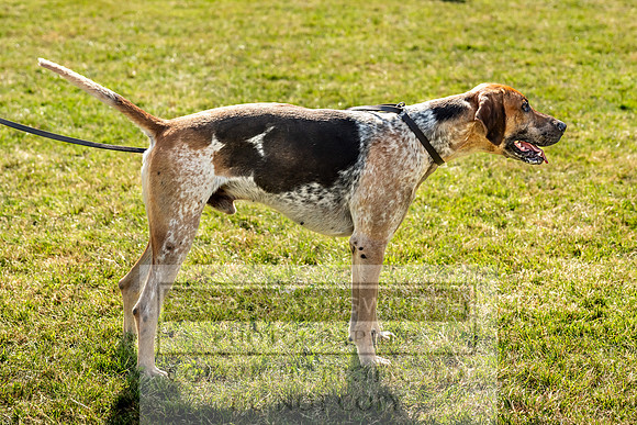 Builth Hound Show 2023-237