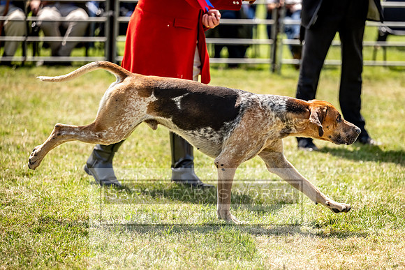 Builth Hound Show 2023-120