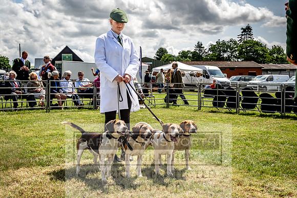 Builth Hound Show 2023-106
