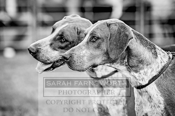 Builth Hound Show 2023-20