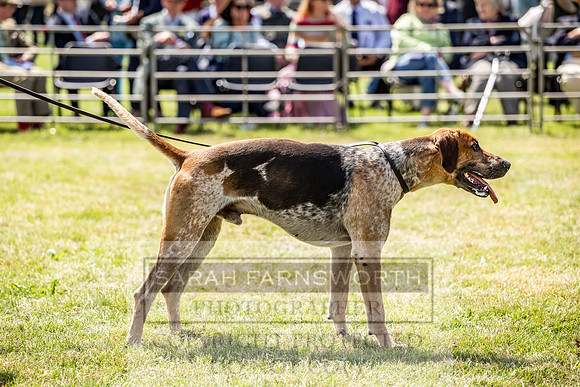 Builth Hound Show 2023-104