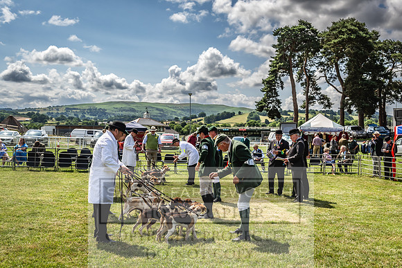 Builth Hound Show 2023-103