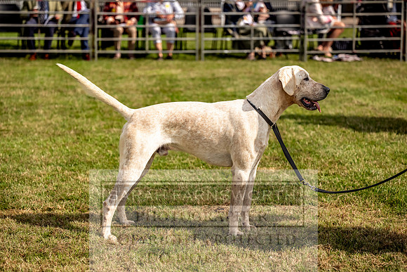 Builth Hound Show 2023-2