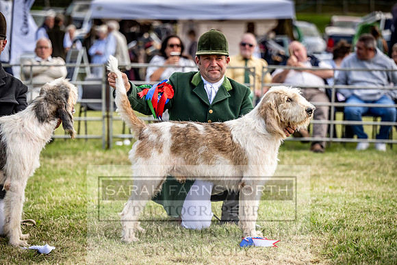 Builth Hound Show 2023-114