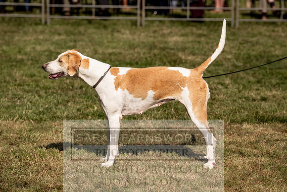 Builth Hound Show 2023-212