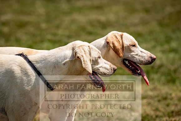 Builth Hound Show 2023-166