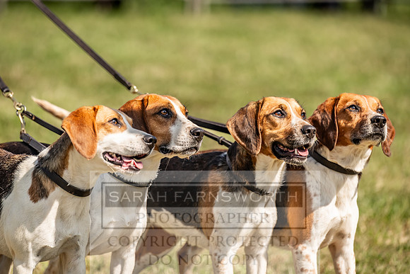 Builth Hound Show 2023-204
