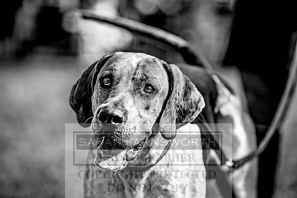 Builth Hound Show 2023-238