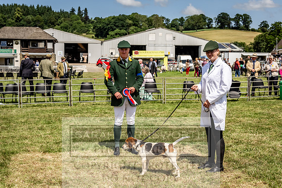 Builth Hound Show 2023-149