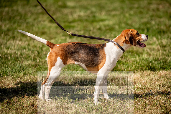 Builth Hound Show 2023-175