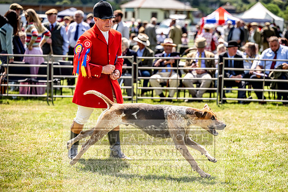 Builth Hound Show 2023-117