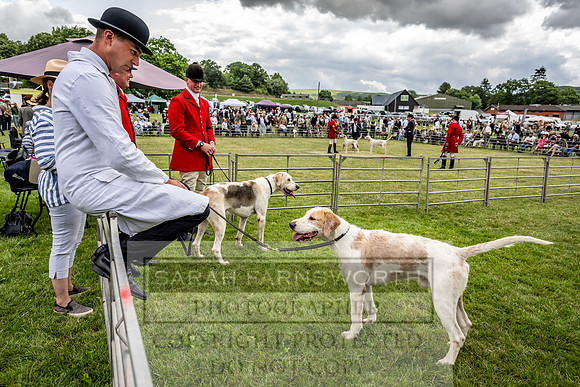 Builth Hound Show 2023-49