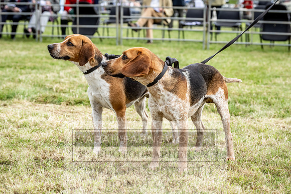 Builth Hound Show 2023-89