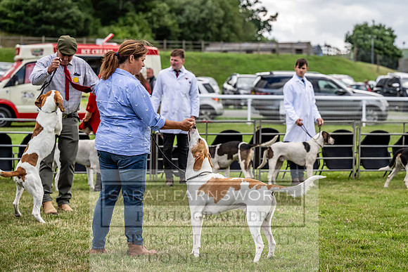 Builth Hound Show 2023-52