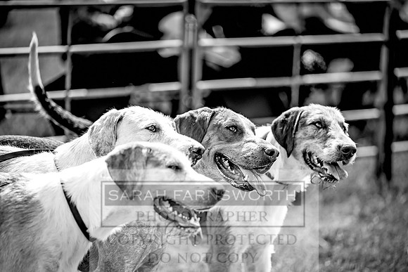 Builth Hound Show 2023-76
