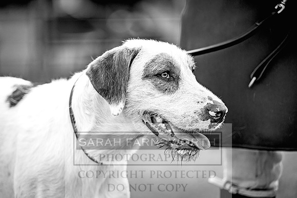 Builth Hound Show 2023-30
