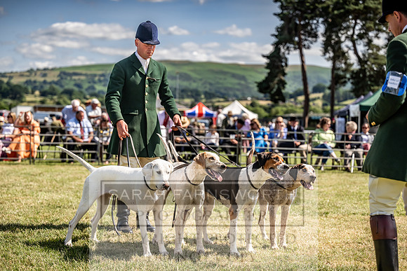 Builth Hound Show 2023-202