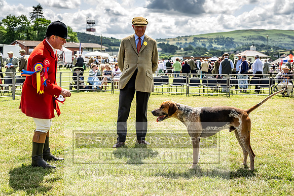 Builth Hound Show 2023-124