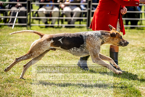 Builth Hound Show 2023-119