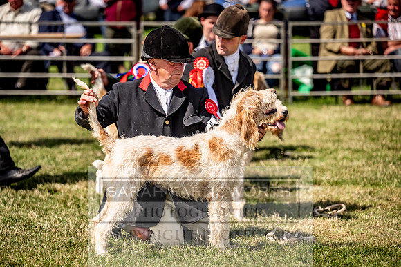 Builth Hound Show 2023-174