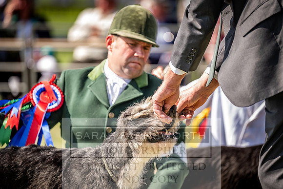 Builth Hound Show 2023-201