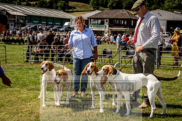 Builth Hound Show 2023-196