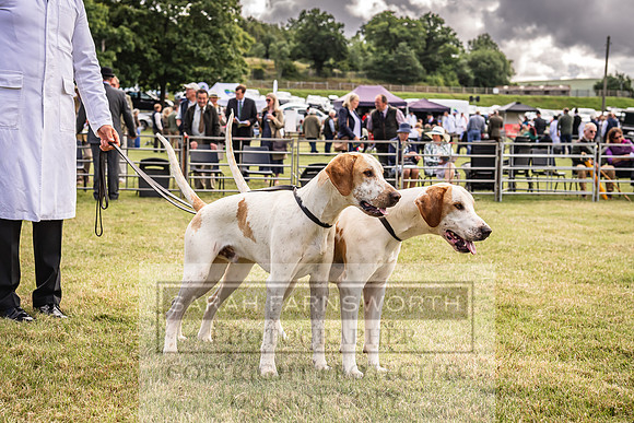 Builth Hound Show 2022-19
