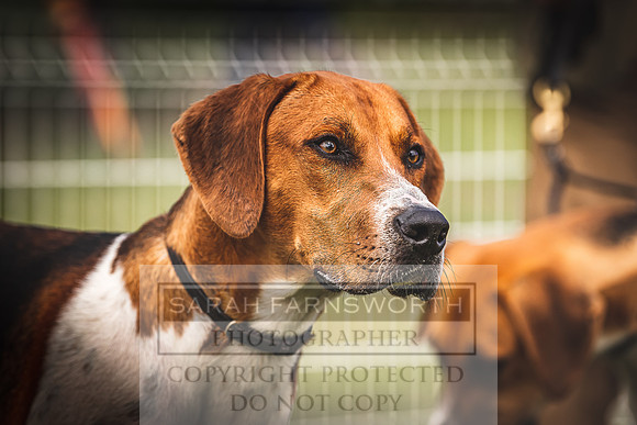 Builth Hound Show 2022-22