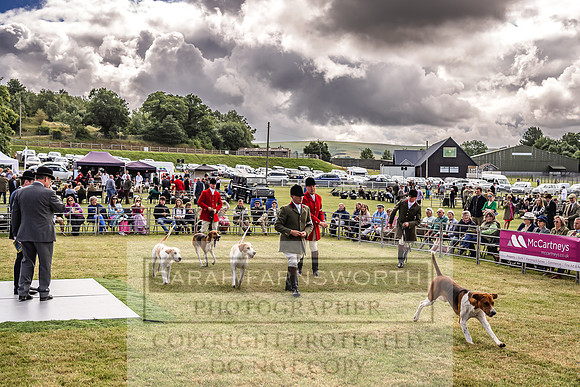Builth Hound Show 2022-17